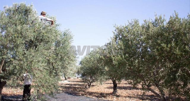 أرض للبيع في بني عروس - 2