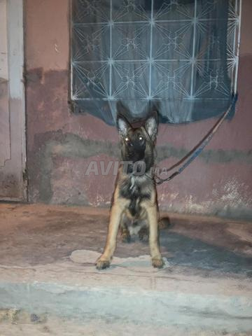 كلب ذكر بسعر مناسب جداً. مرحباً بالجميع - 2
