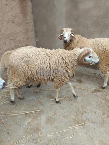 خروف للبيع - 2