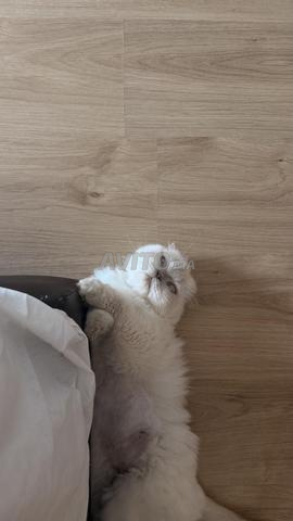 Chat Scottish fold maman et fils - 2