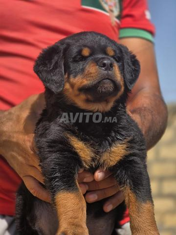 Chiots Rottweiler excellent pedigree - 2