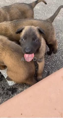 Malinois charbonné dispo - 2
