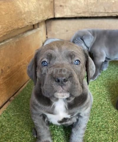 Cane Corso, quelque chose de génial - 2