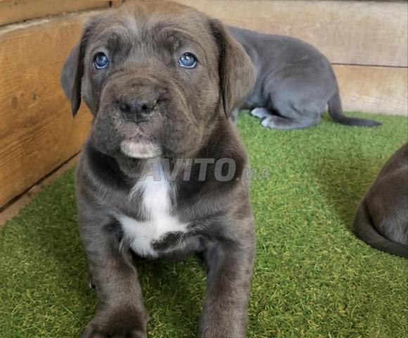 Cane Corso, quelque chose de génial