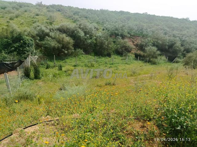 أرض محفظة 8600 متر عين الجوهرة - 2