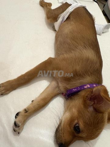 Chien pinscher 3 mois - 2