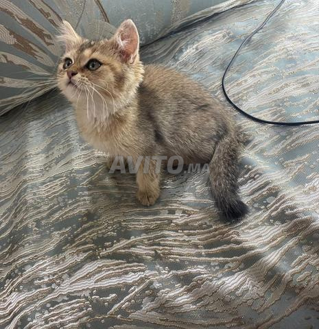 Femelle British Shorthair - 2