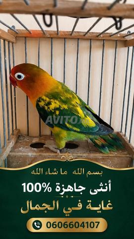 أنثى فيشر