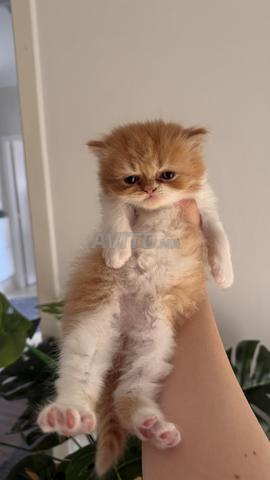 Petits chats persans - 2