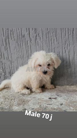 Mâle Bichon Maltais - 2