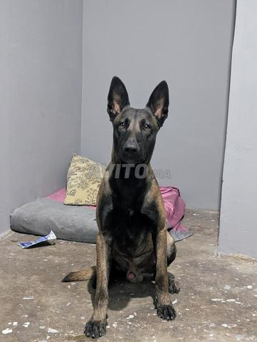 Malinois charbonné - 2