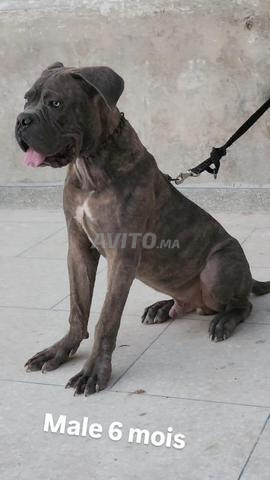 Canicorso - 2