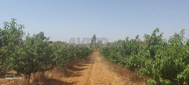 أرض فلاحية 13000 متر مربع كموني آيت مالك - 2