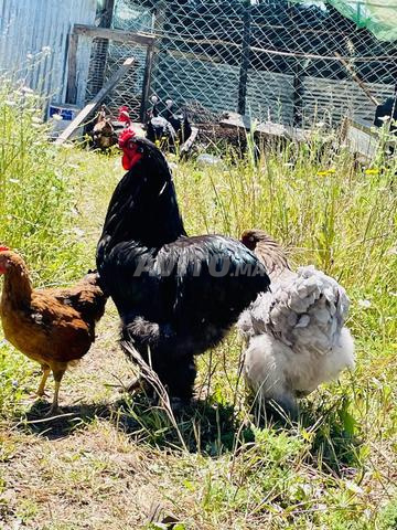 Couple Brahma - 2