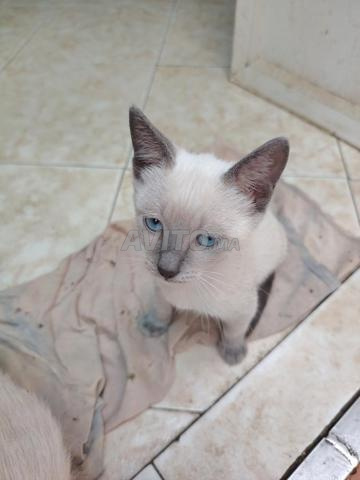 Chat Siamois à vendre - 2