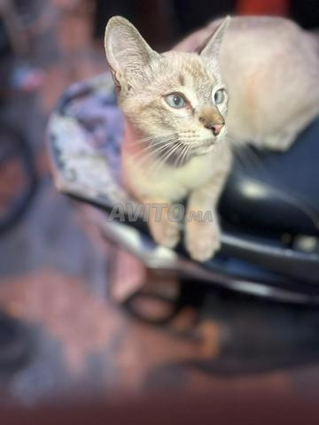 قطة صغيرة للبيع - 2