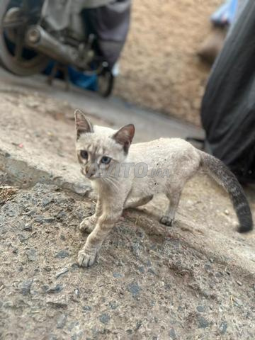 قطة صغيرة للبيع - 2