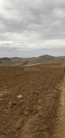 Terrain Agricole 3 Hectares Tirs Ksar El Kebir - 2