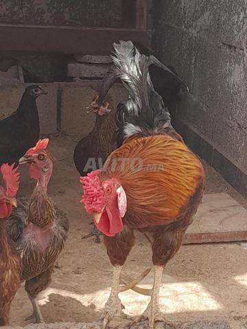 دجاج بلدي بياض - 2