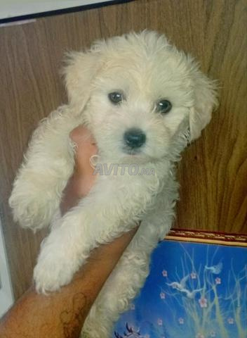 Chien bichon mâle âgé de 2 mois - 2