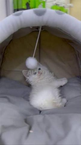 Bébé chat persan blanc poilu