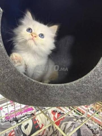 Bébé chat persan blanc poilu - 2