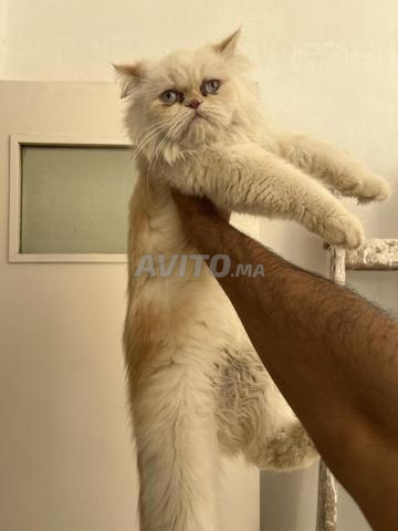Chat persan - 2