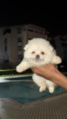 Femelle spitz nain