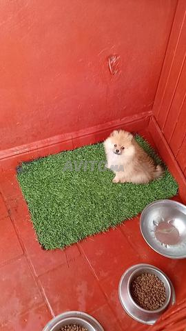 Chiot Spitz nain