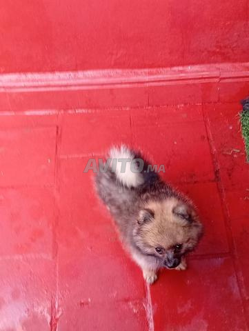 Chiot Spitz nain - 2