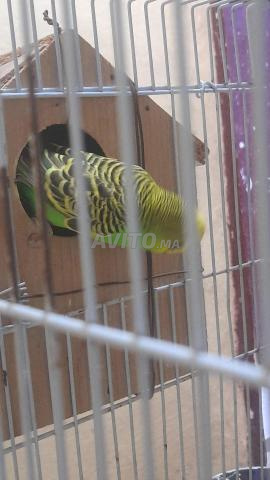 Total 220 d'oiseaux d'amour - 2