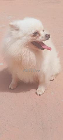 Femelle spitz Poméranie