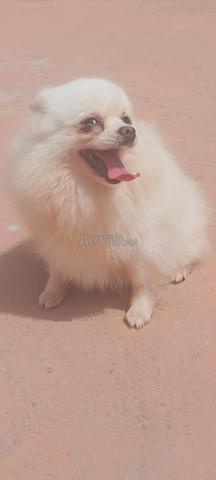 Femelle spitz Poméranie - 2