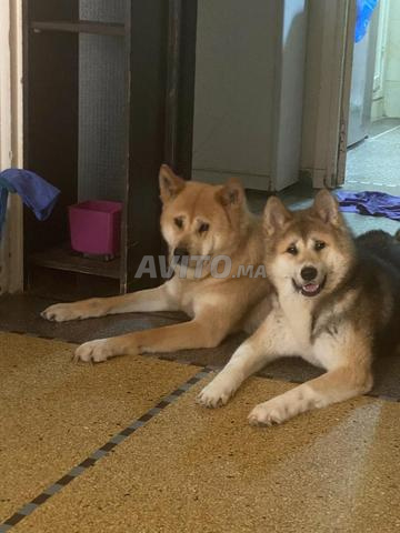 Akita Inu pure race - 2