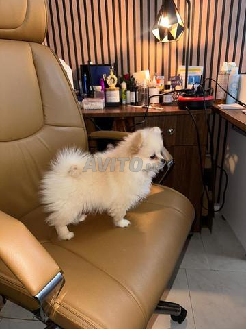 Chien Spitz - 2