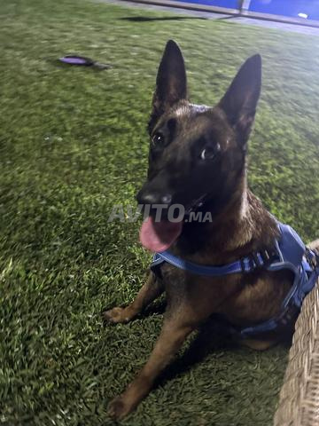 Malinois Pur Race Femelle et Tout matériel