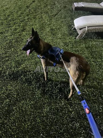 Malinois Pur Race Femelle et Tout matériel - 2