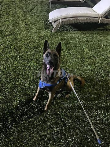أنثى مالينوا بور ريس (Malinois Pur Race) وجميع المعدات - 2