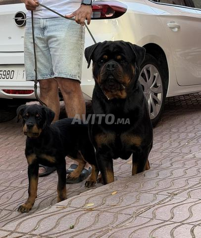 Chiot Rottweiler à vendre