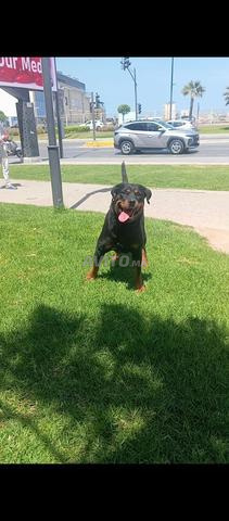 Super femelle rottweiler pure race