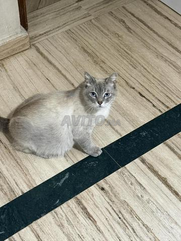 Adoption de chat (1 an)