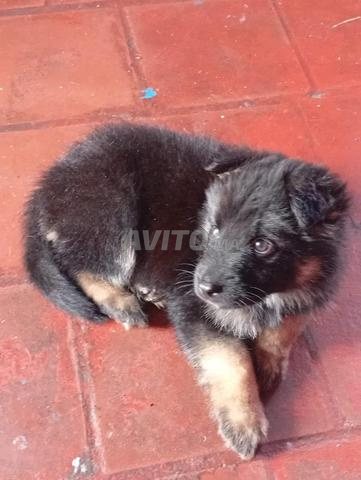 Bébé chien Bergier Belge âgé de 2 mois - 2