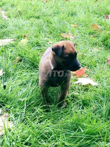 Bébé chien Malinois âgé de 2 mois - 2