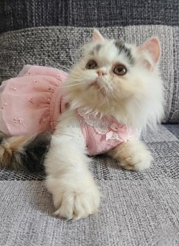 chat persan - 2