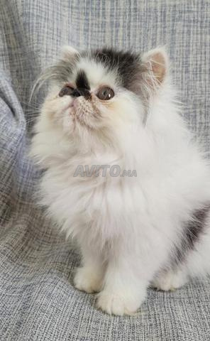 Chat Persan - 2