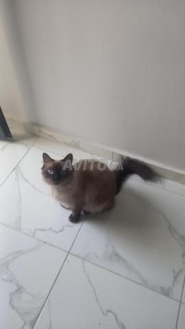 Chat de 8 mois vacciné et son carnet