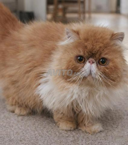 Chat persan - 2