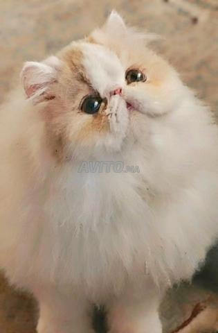 chat persan