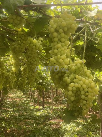 بيع بالكيلوغرام عنب سوبيريور بدون بذور - 2