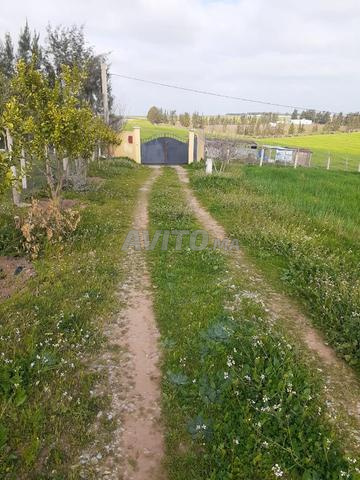 Ferme 1ha titre kamouni om sallat - 2